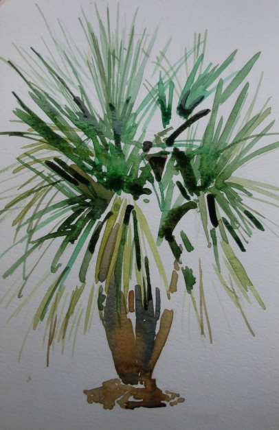 maggi's palm tree